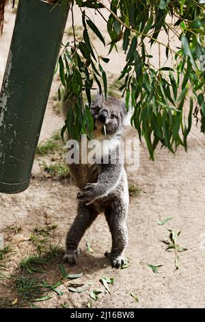 Säugetiere / Ein Koala, der Kaugummiblätter im Ballarat Wildlife Park in Ballarat Australia isst. Stockfoto