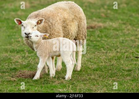 Die Liebe der Mutter, ein Mutterschaf oder ein weibliches Schaf mit ihrem neugeborenen Lamm im frühen Frühling. Yorkshire Dales, Großbritannien. Nach vorne zeigen. Horizontal. Speicherplatz kopieren. Stockfoto