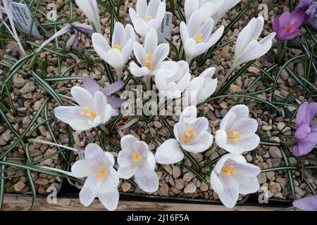 Weiße Krokusse wachsen auf dem Boden im frühen Frühling. Erste Frühling Blumen blühen im Garten. Frühlingswiese voller weiße Krokusse, Bündel Krokusse Stockfoto