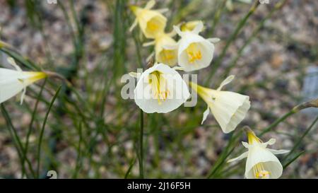Ein Haufen wilder Narzissen an einem hellen Frühlingsmorgen. Die Blüten sind mit Morgentau bedeckt. Differentialfokus auf der markanten Frontblume Stockfoto