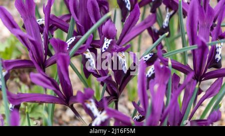 Purple Zwergiris, Netziris, Iris reticulata ist eine Art blühender Pflanze aus der Familie der Iridaceae. Dies ist eine kleine Pflanze, etwa 15 Zentimeter. Stockfoto