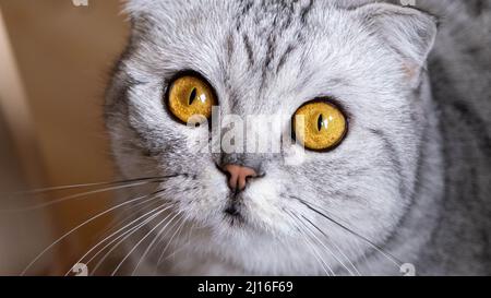Schottische Falte Katze schöne große gelbe Augen. Stockfoto
