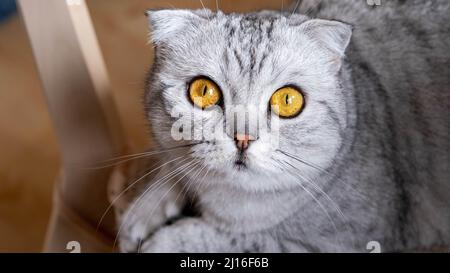 Schottische Falte Katze schöne große gelbe Augen. Stockfoto