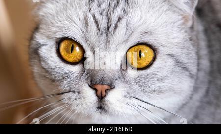 Schottische Falte Katze schöne große gelbe Augen Stockfoto