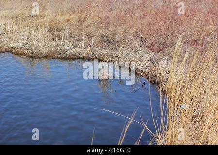 Goldene Gräser wachsen entlang der Küste an einem kalten, aber sonnigen Wintertag. Stockfoto