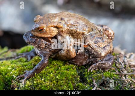 Gewöhnliches Krötenpaar (Bufo Bufo) in Amplexus im März, Großbritannien Stockfoto