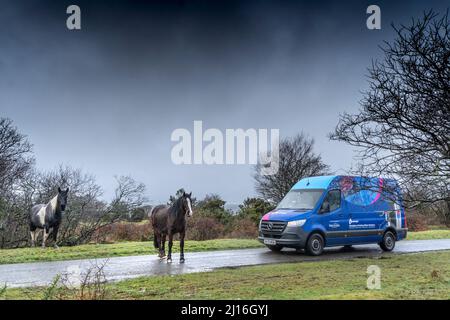 Ein Bodmin Pony, das auf einer Straße steht und einen Lieferwagen auf Bodmin Moor in Cornwall blockiert. Stockfoto