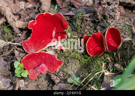 Scharlachrote Elfbecherpilze (Sarcoscypha coccinea), Großbritannien Stockfoto