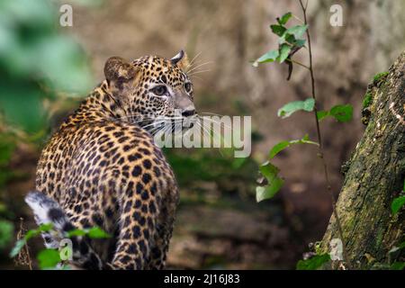 Leopardenjunges aus Sri Lanka, Panthera pardus kotiya Stockfoto