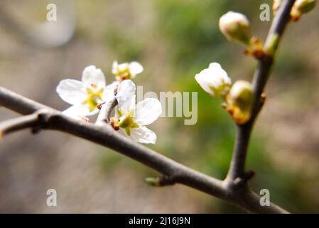Nahaufnahme der Rückseite der Schwarzdornblüte (Prunus spinosa), mit den Sepalen. Stockfoto