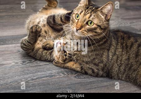 Nahaufnahme eines Porträts von zwei Katzen, die zusammen spielen Stockfoto