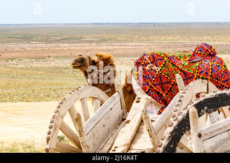 Kamel in der Kyzylkum-Wüste im Norden Usbekistans, Zentralasien Stockfoto