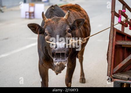 Nahaufnahme einer Kuh auf dem Land Stockfoto