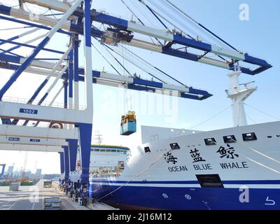 Yantai, Yantai, China. 23. März 2022. Am 22. März 2022 lädt ein Kaikran im Hafen von Yantai im Hafen von Shandong Container für einen Frachter.nach Angaben der Zollstatistik erreichte der Gesamt-Import- und Exportwert der Provinz Shandong in den ersten beiden Monaten dieses Jahres 447,55 Milliarden Yuan, was einem Anstieg gegenüber dem Vorjahr von 14,5 % entspricht. Seit dem Eintritt in den Wachstumskanal in der zweiten Jahreshälfte 2020 hat er 19 Monate in Folge ein zweistelliges hoch gehalten. (Bild: © SIPA Asia via ZUMA Press Wire) Stockfoto