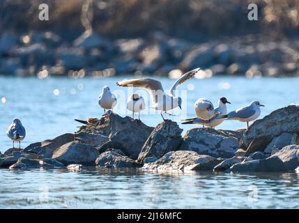 Schwarzkopf-seegul, ,chroicocephalus ridibundus und Laurus canus im Rheindelta bei Bregenz Stockfoto