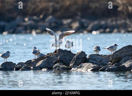 Schwarzkopf-seegul, ,chroicocephalus ridibundus und Laurus canus im Rheindelta bei Bregenz Stockfoto