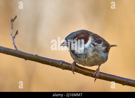 Haussperling, Passant domesticus, sitzt auf einem Zweig, beobachten den Fotografen Stockfoto