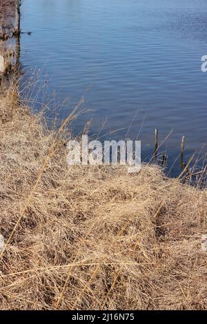 Goldene Gräser wachsen entlang der Küste an einem kalten, aber sonnigen Wintertag. Stockfoto