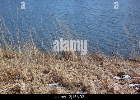 Goldene Gräser wachsen entlang der Küste an einem kalten, aber sonnigen Wintertag. Stockfoto