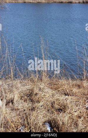 Goldene Gräser wachsen entlang der Küste an einem kalten, aber sonnigen Wintertag. Stockfoto