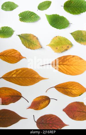 Overhead von verschiedenen farbigen Blättern der verschiedenen Jahreszeiten Stockfoto