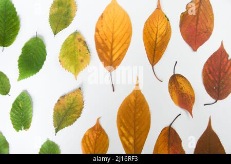 Overhead von verschiedenen farbigen Blättern der verschiedenen Jahreszeiten Stockfoto