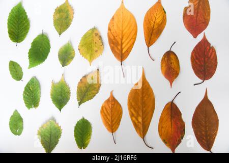 Overhead von verschiedenen farbigen Blättern der verschiedenen Jahreszeiten Stockfoto