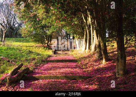 Camellia Sasanqua, Mt. Tatsuda in der Stadt Kumamoto, Präfektur Kumamoto, Japan Stockfoto