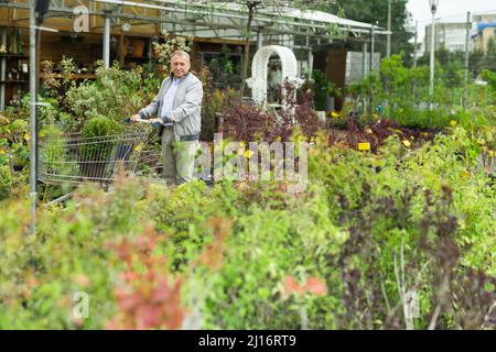 Kaukasischer Mann, der Sprossen im Gartencenter auswählt Stockfoto