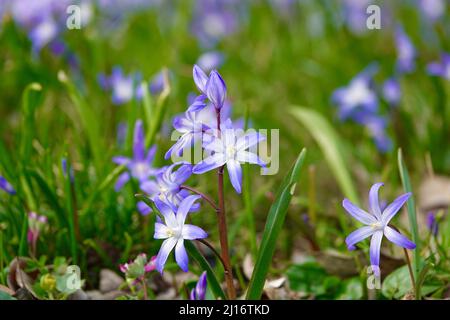 Nahaufnahme von blühenden blauen scilla luciliae-Blüten im Gras. Erste Frühling bauchige Pflanzen. Selektiver Fokus mit Bokeh-Effekt. Stockfoto