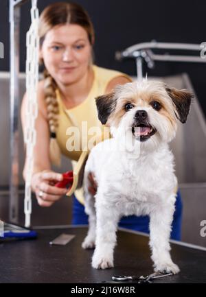 Kleinen Niedlichen havaneser Welpen erhalten Pflege in Pet Salon Stockfoto