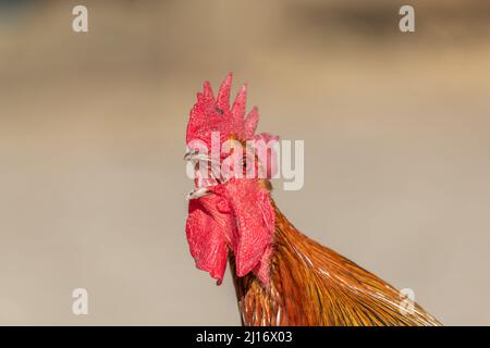 Hahn kräht auf einem Scheunenhof auf einem pädagogischen Bauernhof. Die AGF-Pädagogische Farm in Rhinau im Elsass. Stockfoto