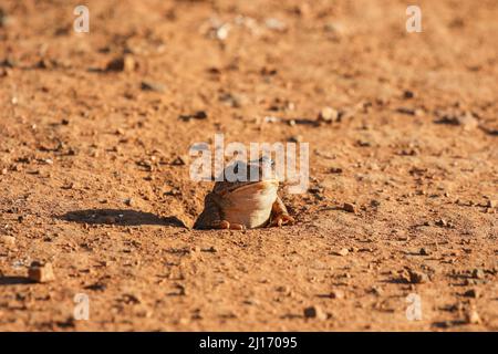Kröte versteckt sich in einem Loch, Krüger National Park Stockfoto