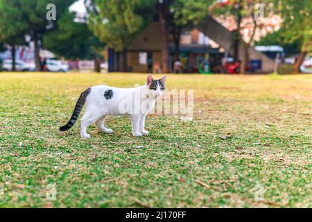 Streunende Katze auf dem Rasen im Park Stockfoto