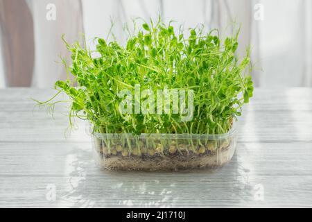 Biologische Erbsensprossen, die in einer Plastikbox auf weißem Hintergrund wachsen. Frash rohen Sprossen, Micro Greens, gesunde Ernährung Konzept Stockfoto