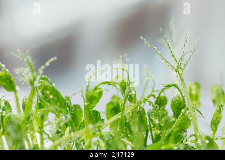 Nahaufnahme von Erbsenkeimen. Frash rohen Sprossen, Micro Greens, gesunde Ernährung Konzept Stockfoto