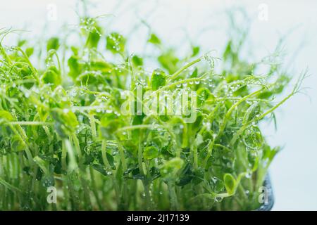 Biologische Erbsensprossen, die in einer Plastikbox auf weißem Hintergrund wachsen. Frash rohen Sprossen, Micro Greens, gesunde Ernährung Konzept Stockfoto
