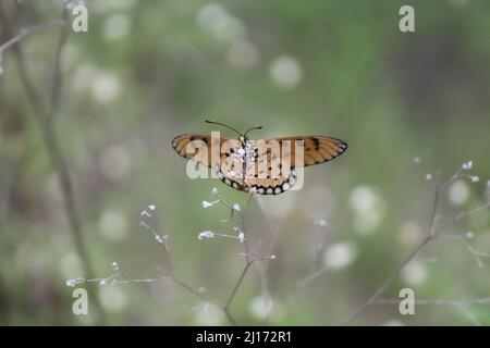 Ein gelber Schmetterling mit offenen Flügeln thront auf einigen Dornen Stockfoto