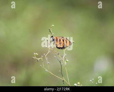 Ein gelber Schmetterling thronte auf einigen verschlungenen Dornen Stockfoto