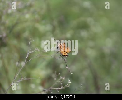 Ein gelber Schmetterling thronte auf einigen verschlungenen Dornen Stockfoto