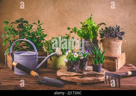 Pflanz- und Gartenkonzept - Kräuter, Keimling und Pflanzen bereit für die Pflanzung mit Gartengeräten Stockfoto