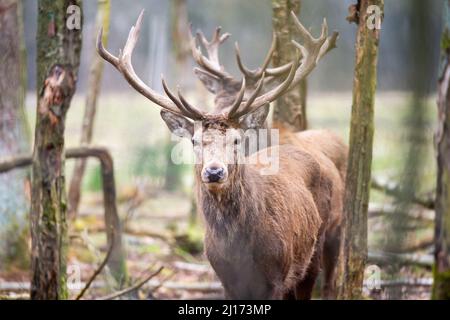 Hamburg, Deutschland. 23. März 2021. Im Wildreservat Klövensteen steht ein Rothirsch (Cervus elaphus). Quelle: Jonas Walzberg/dpa/Alamy Live News Stockfoto