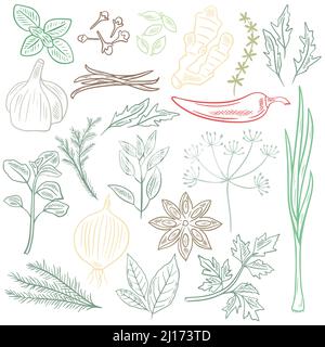 Kräuter Gewürze und Kräuter Vektor-Set. Sammlung pflanzliche Gewürze Skizze. Kit Grün zum Kochen und Geschirr farbige Handgravur Stock Vektor