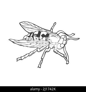 Insekten, Wespen im Stil von Doodles. Vektor. Line Art Biene Stock Vektor