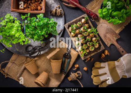 Pflanz- und Gartenkonzept - Sämling und Pflanzen bereit für die Pflanzung mit Gartengeräten Stockfoto