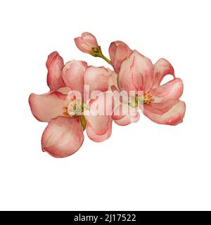 Frühling Kirsche, Apfel blühenden Blumen Aquarell Illustration auf weißem Hintergrund. Handbemalte Knospen, Blütenbaum mit weißem, rosa, rotem Blütenstand Stockfoto