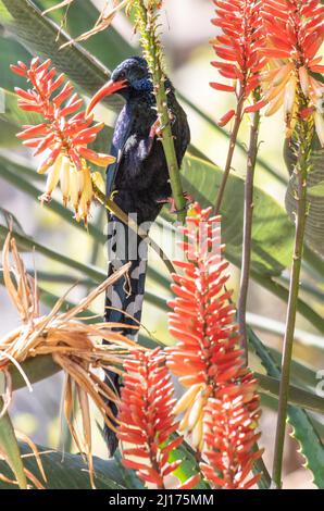 Grüner Holz-Wiedehopf, der Nektar aus der Aloe-Pflanze, Südafrika, ernährt Stockfoto