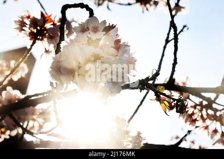 Bonn, Deutschland. 23. März 2022. Erste Kirschblüten hängen in der Sonne. Bald beginnt in Bonn die berühmte Kirschblüte. Die Stadt hat mit den Vorbereitungen für das Naturschauspiel begonnen und hat Schilder aufgehängt, die das Tragen einer Maske empfehlen. Im Jahr 2020 war die Altstadt zur Zeit der Blüte wegen der Pandemie für Besucher komplett geschlossen. 2021 waren dort Masken Pflicht. Quelle: Oliver Berg/dpa/Alamy Live News Stockfoto