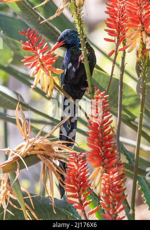 Grüner Holz-Wiedehopf, der Nektar aus der Aloe-Pflanze, Südafrika, ernährt Stockfoto