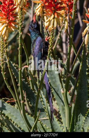 Grüner Holz-Wiedehopf, der Nektar aus der Aloe-Pflanze, Südafrika, ernährt Stockfoto